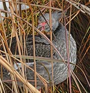 Picture/image of Southern Screamer