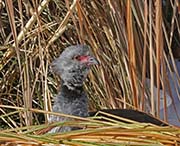 Picture/image of Southern Screamer