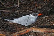 Picture/image of Caspian Tern
