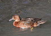 Picture/image of Cinnamon Teal
