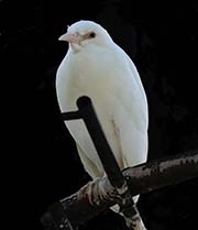 Picture/image of Black-crowned Night-Heron