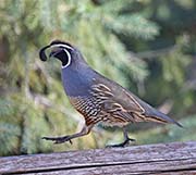 California Quail