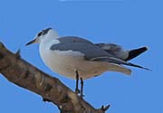 Picture/image of Franklin's Gull