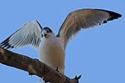 Picture/image of Franklin's Gull