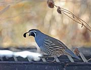 Picture/image of California Quail