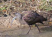 Picture/image of White-faced Ibis