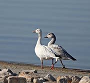 Picture/image of Snow Goose