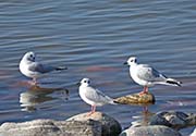 Picture/image of Bonaparte's Gull