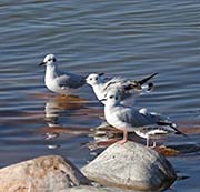 Picture/image of Bonaparte's Gull