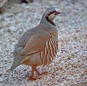 Picture/image of Chukar