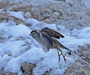 Picture/image of White-crowned Sparrow