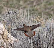 Picture/image of Chukar