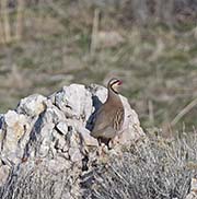Picture/image of Chukar