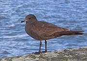 Picture/image of Heermann's Gull