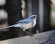 Picture/image of Western Scrub Jay