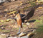 Picture/image of Fulvous Whistling Duck
