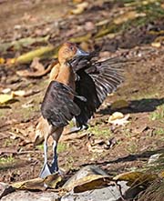 Picture/image of Fulvous Whistling Duck