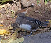 Picture/image of Hooded Merganser