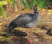 Picture/image of Southern Screamer
