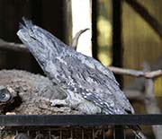 Picture/image of Tawny Frogmouth