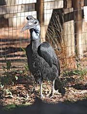Picture/image of Northern Ground-hornbill