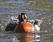 Picture/image of Red-breasted Goose