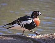 Picture/image of Red-breasted Goose