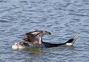Picture/image of Western Grebe