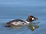 Picture/image of Common Goldeneye