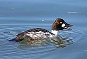 Picture/image of Common Goldeneye