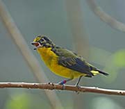 Picture/image of Violaceous Euphonia
