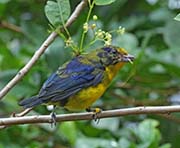 Picture/image of Violaceous Euphonia