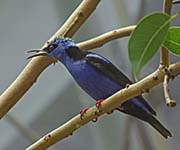 Picture/image of Red-legged Honeycreeper