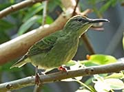Picture/image of Red-legged Honeycreeper