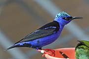 Picture/image of Red-legged Honeycreeper