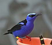 Picture/image of Red-legged Honeycreeper
