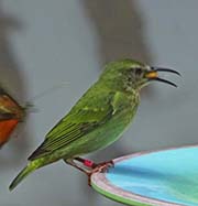 Picture/image of Red-legged Honeycreeper