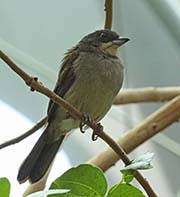Picture/image of Red-shouldered Tanager