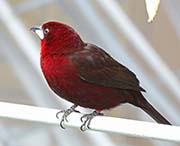 Picture/image of Silver-beaked Tanager