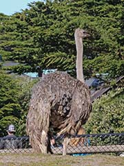 Picture/image of Ostrich