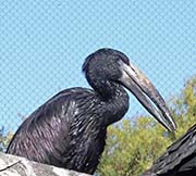 Picture/image of African Openbill