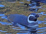 Picture/image of Magellanic Penguin