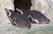 Picture/image of Magellanic Penguin