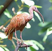 Picture/image of Scarlet Ibis