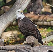 Picture/image of Bald Eagle