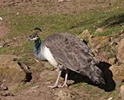 Picture/image of Indian Peafowl