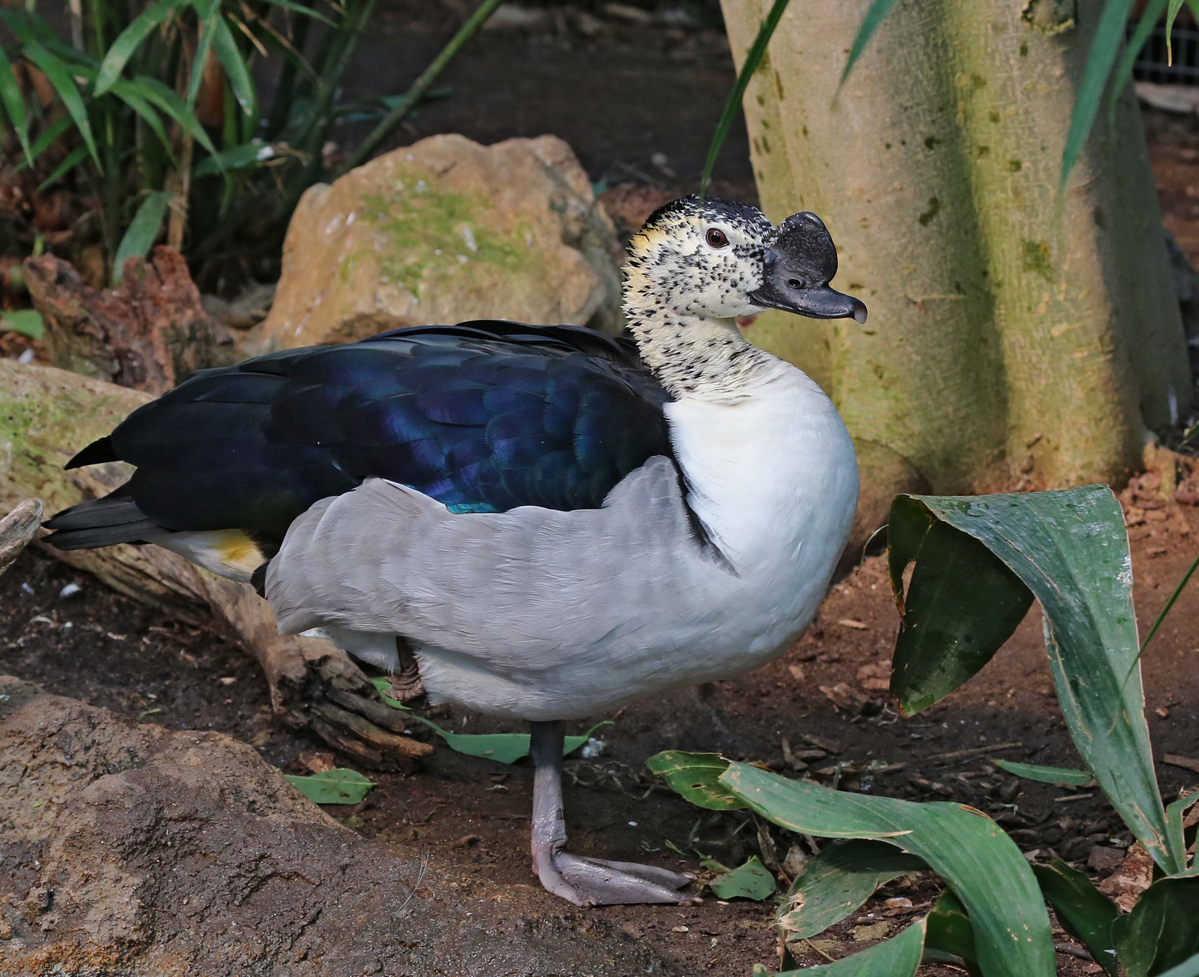 Pictures and information on African Comb Duck
