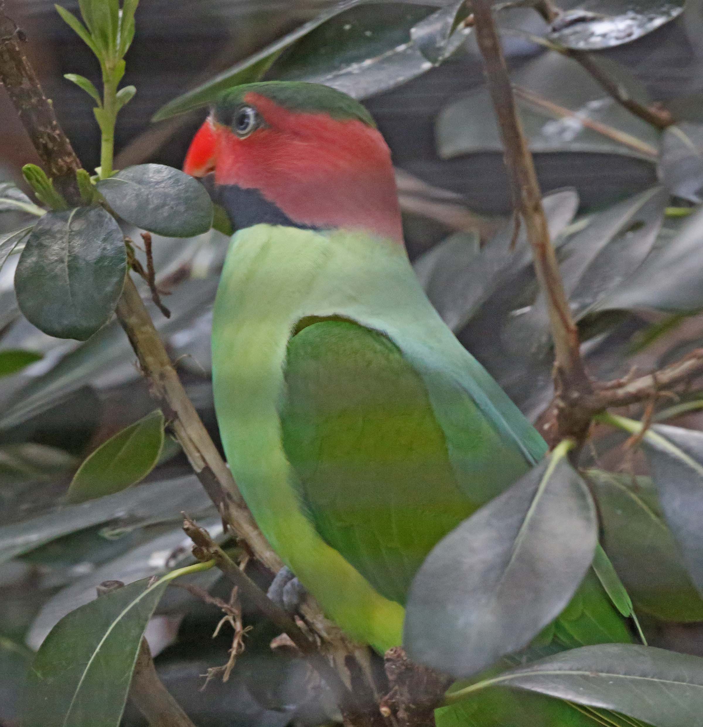 Pictures and information on Long-tailed Parakeet