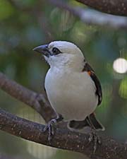 Picture/image of White-headed Buffalo-Weaver