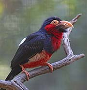 Picture/image of Bearded Barbet